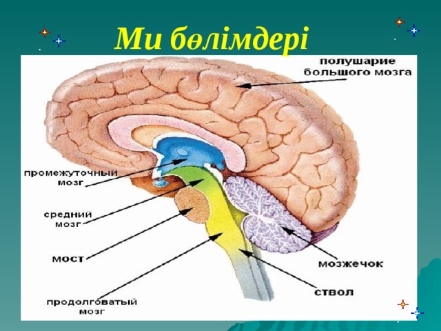 Ми бөлімдері