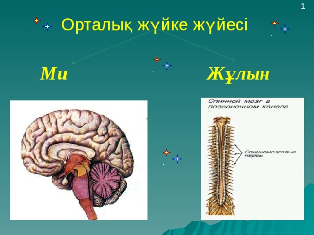 1 Орталық жүйке жүйесі  Ми Жұлын