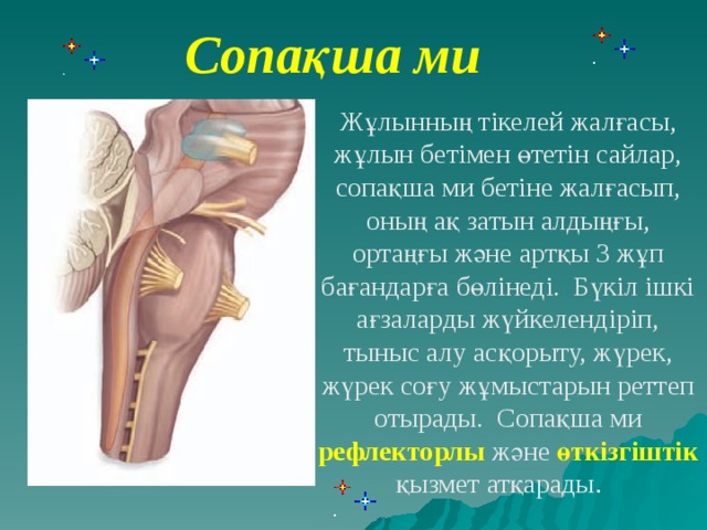 Сопақша ми Жұлынның тікелей жалғасы, жұлын бетімен өтетін сайлар, сопақша ми бетіне жалғасып, оның ақ затын алдыңғы, ортаңғы және артқы 3 жұп бағандарға бөлінеді. Бүкіл ішкі ағзаларды жүйкелендіріп, тыныс алу асқорыту, жүрек, жүрек соғу жұмыстарын реттеп отырады. Сопақша ми рефлекторлы және өткізгіштік қызмет атқарады .