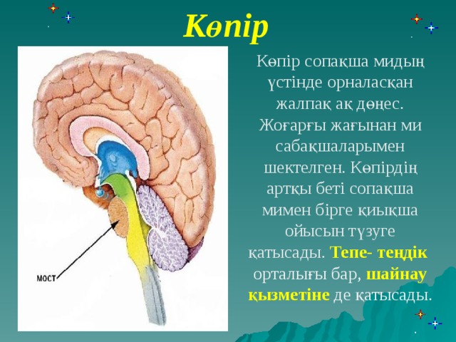 Көпір Көпір сопақша мидың үстінде орналасқан жалпақ ақ дөңес. Жоғарғы жағынан ми сабақшаларымен шектелген. Көпірдің артқы беті сопақша мимен бірге қиықша ойысын түзуге қатысады. Тепе- теңдік орталығы бар, шайнау қызметіне де қатысады.