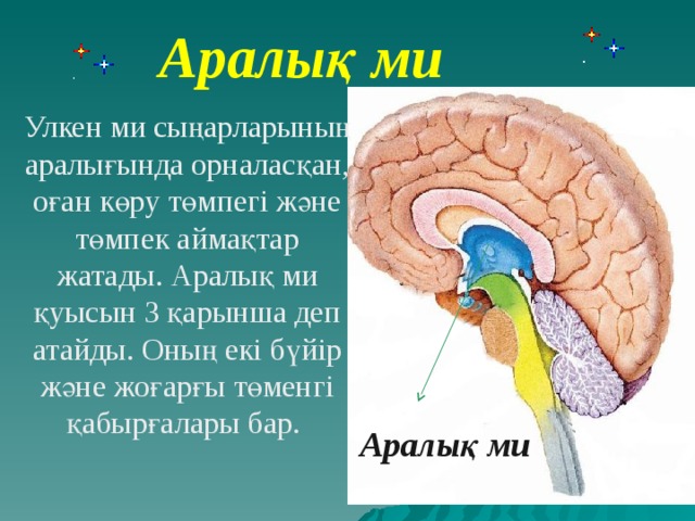 Аралық ми Улкен ми сыңарларының аралығында орналасқан, оған көру төмпегі және төмпек аймақтар жатады. Аралық ми қуысын 3 қарынша деп атайды. Оның екі бүйір және жоғарғы төменгі қабырғалары бар. Аралық ми