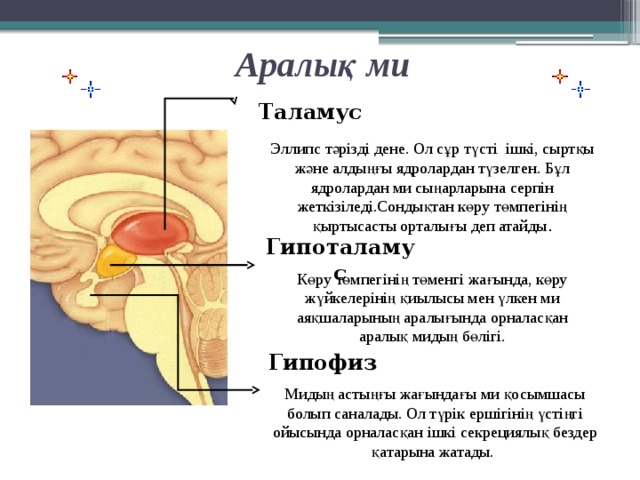 Аралық ми Таламус Эллипс тәрізді дене. Ол сұр түсті ішкі, сыртқы және алдыңғы ядролардан түзелген. Бұл ядролардан ми сыңарларына серпін жеткізіледі.Сондықтан көру төмпегінің қыртысасты орталығы деп атайды . Гипоталамус Көру төмпегінің төменгі жағында, көру жүйкелерінің қиылысы мен үлкен ми аяқшаларының аралығында орналасқан аралық мидың бөлігі. Гипофиз Мидың астыңғы жағындағы ми қосымшасы болып саналады. Ол түрік ершігінің үстіңгі ойысында орналасқан ішкі секрециялық бездер қатарына жатады.