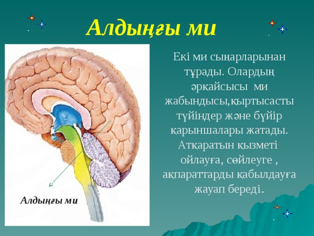 Алдыңғы ми Екі ми сыңарларынан тұрады. Олардың әрқайсысы ми жабындысы,қыртысасты түйіндер және бүйір қарыншалары жатады. Атқаратын қызметі ойлауға, сөйлеуге , ақпараттарды қабылдауға жауап береді . Алдыңғы ми