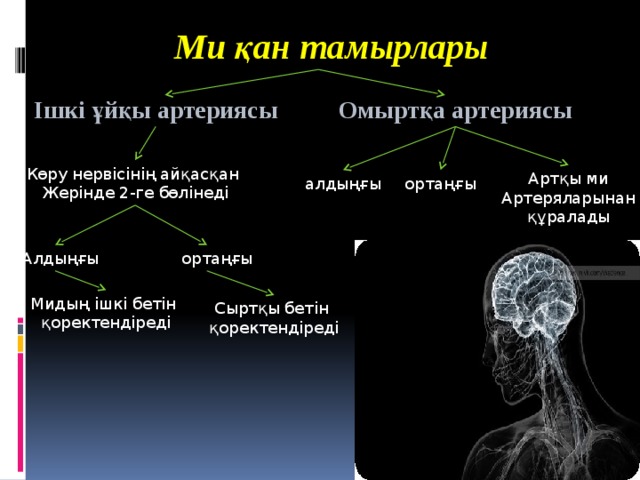 Ми қан тамырлары Омыртқа артериясы Ішкі ұйқы артериясы Көру нервісінің айқасқан Жерінде 2-ге бөлінеді Артқы ми Артеряларынан құралады ортаңғы алдыңғы  ортаңғы  Алдыңғы Мидың ішкі бетін қоректендіреді Сыртқы бетін қоректендіреді