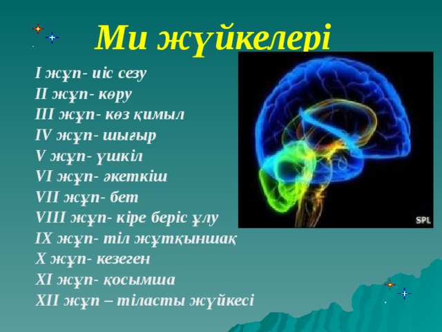 Ми жүйкелері І жұп- иіс сезу ІІ жұп- көру ІІІ жұп- көз қимыл IV жұп- шығыр V жұп- үшкіл VI жұп- әкеткіш VII жұп- бет VIII жұп- кіре беріс ұлу IX жұп- тіл жұтқыншақ X жұп- кезеген XI жұп- қосымша XII жұп – тіласты жүйкесі