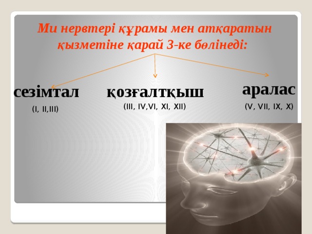 Ми нервтері құрамы мен атқаратын қызметіне қарай 3-ке бөлінеді: аралас сезімтал қозғалтқыш (III, IV,VI, XI, XII) (V, VII, IX, X) (I, II,III)