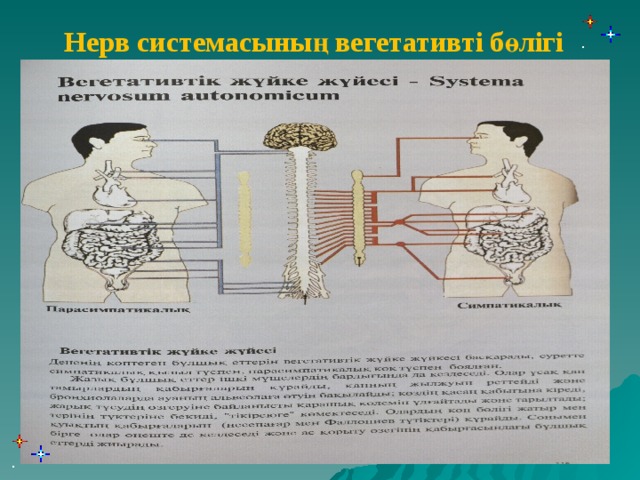 Нерв системасының вегетативті бөлігі