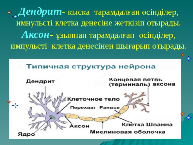 Дендрит - қысқа тарамдалған өсінділер, имнульсті клетка денесіне жеткізіп отырады. Аксон - ұзыннан тарамдалған өсінділер, импульсті клетка денесінен шығарып отырады.