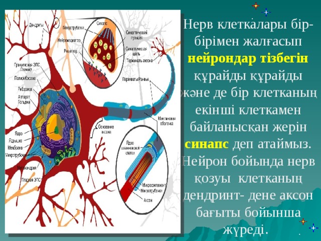 Нерв клеткалары бір-бірімен жалғасып нейрондар тізбегін құрайды құрайды және де бір клетканың екінші клеткамен байланысқан жерін синапс деп атаймыз. Нейрон бойында нерв қозуы клетканың дендринт- дене аксон бағыты бойынша жүреді .