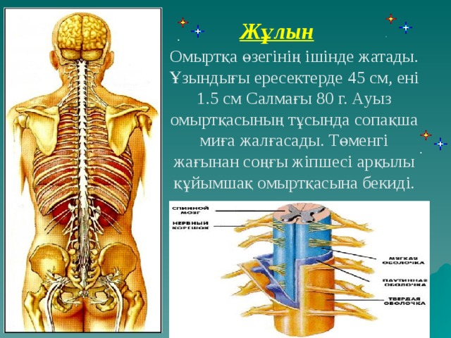 Жұлын Омыртқа өзегінің ішінде жатады. Ұзындығы ересектерде 45 см, ені 1.5 см Салмағы 80 г. Ауыз омыртқасының тұсында сопақша миға жалғасады. Төменгі жағынан соңғы жіпшесі арқылы құйымшақ омыртқасына бекиді.