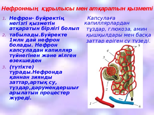 Нефронның құрылысы мен атқаратын қызметі  Капсулаға капиллярлардан  тұздар, глюкоза, амин  қышқылдары мен басқа  заттар еріген су түзеді .