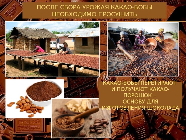 После сбора урожая какао-бобы необходимо просушить Какао-бобы перетирают  и получают какао-порошок –  основу для изготовления шоколада