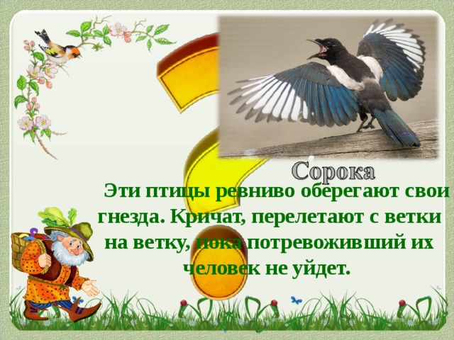 Эти птицы ревниво оберегают свои гнезда. Кричат, перелетают с ветки на ветку, пока потревоживший их человек не уйдет.