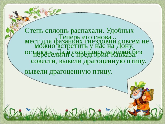 Степь сплошь распахали. Удобных мест для фазаньих гнездовий совсем не осталось. Да и охотились за ними без совести, вывели драгоценную птицу. вывели драгоценную птицу. Теперь его снова можно встретить у нас на Дону, переселили с предгорий Кавказа.