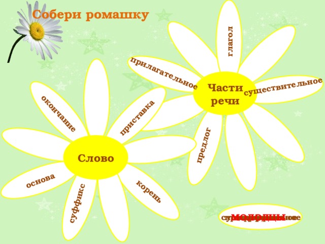 существительное корень прилагательное основа окончание глагол приставка предлог суффикс Собери ромашку Части речи Слово основа окончание прилагательное глагол корень приставка существительное предлог  суффикс МОЛОДЦЫ