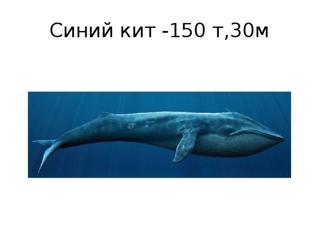 Синий кит -150 т,30м