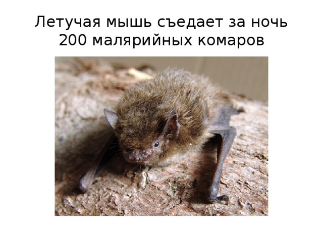 Летучая мышь съедает за ночь 200 малярийных комаров