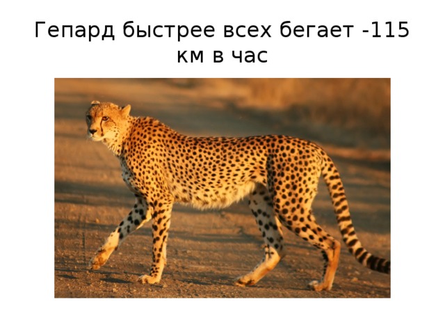 Гепард быстрее всех бегает -115 км в час