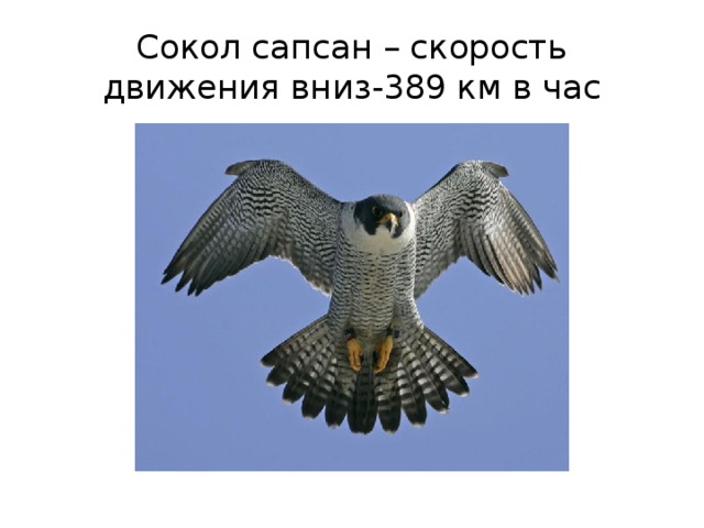 Сокол сапсан – скорость движения вниз-389 км в час