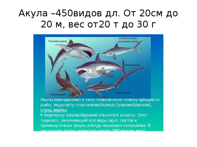 Акула –450видов дл. От 20см до 20 м, вес от20 т до 30 г