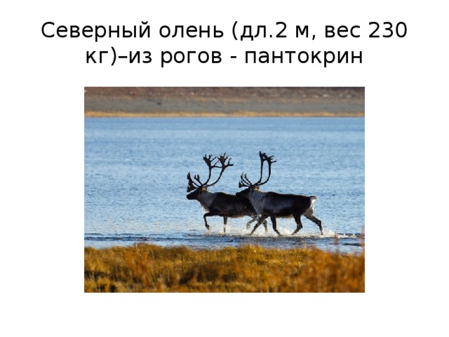 Северный олень (дл.2 м, вес 230 кг)–из рогов - пантокрин