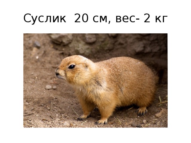 Суслик 20 см, вес- 2 кг