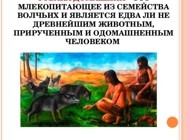 Собака домашняя – это млекопитающее из семейства волчьих и является едва ли не древнейшим животным, прирученным и одомашненным человеком