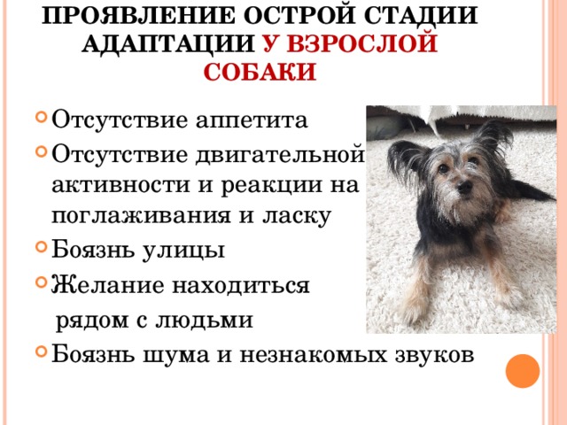 Проявление острой стадии адаптации у взрослой собаки Отсутствие аппетита Отсутствие двигательной активности и реакции на поглаживания и ласку Боязнь улицы Желание находиться  рядом с людьми