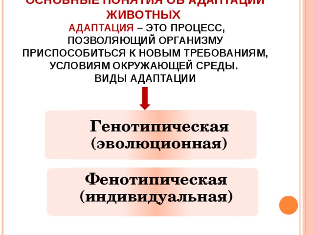 Основные понятия об адаптации животных    Адаптация – это процесс, позволяющий организму приспособиться к новым требованиям, условиям окружающей среды.  Виды адаптации    Генотипическая (эволюционная)  Фенотипическая (индивидуальная)