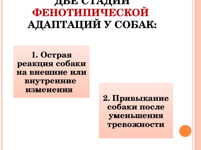 две стадий фенотипической  адаптаций у собак: 1. Острая реакция собаки на внешние или внутренние изменения 2. Привыкание собаки после уменьшения тревожности 7