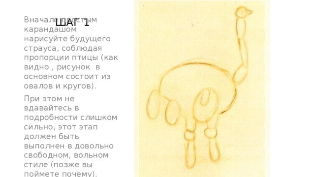 ШАГ 1   Вначале простым карандашом нарисуйте будущего страуса, соблюдая пропорции птицы (как видно , рисунок в основном состоит из овалов и кругов). При этом не вдавайтесь в подробности слишком сильно, этот этап должен быть выполнен в довольно свободном, вольном стиле (позже вы поймете почему).