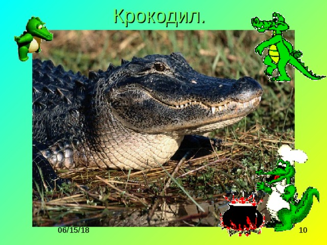 Крокодил.