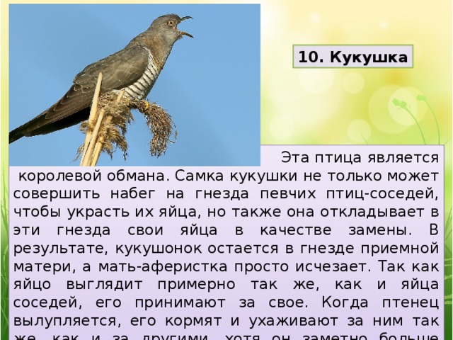 10. Кукушка Эта птица является  королевой обмана. Самка кукушки не только может совершить набег на гнезда певчих птиц-соседей, чтобы украсть их яйца, но также она откладывает в эти гнезда свои яйца в качестве замены. В результате, кукушонок остается в гнезде приемной матери, а мать-аферистка просто исчезает. Так как яйцо выглядит примерно так же, как и яйца соседей, его принимают за свое. Когда птенец вылупляется, его кормят и ухаживают за ним так же, как и за другими, хотя он заметно больше остальных и может быть в 10 раз больше приемной матери!