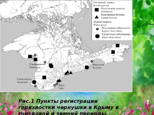 Рис.1 Пункты регистрации горихвостки чернушки в Крыму в гнездовой и зимний периоды.