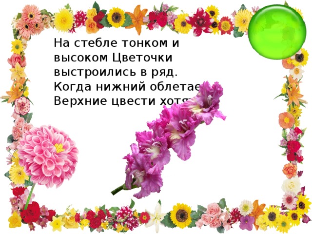 На стебле тонком и высоком Цветочки выстроились в ряд. Когда нижний облетает, Верхние цвести хотят.