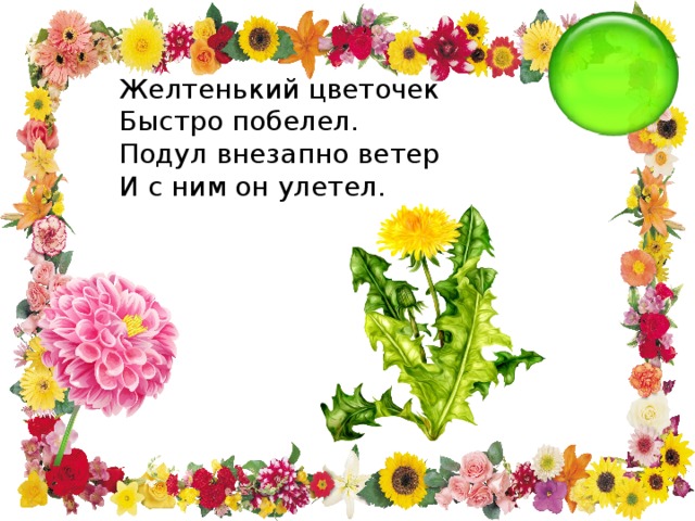 Желтенький цветочек Быстро побелел. Подул внезапно ветер И с ним он улетел.