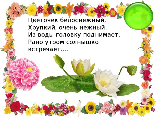 Цветочек белоснежный, Хрупкий, очень нежный. Из воды головку поднимает. Рано утром солнышко встречает.... 