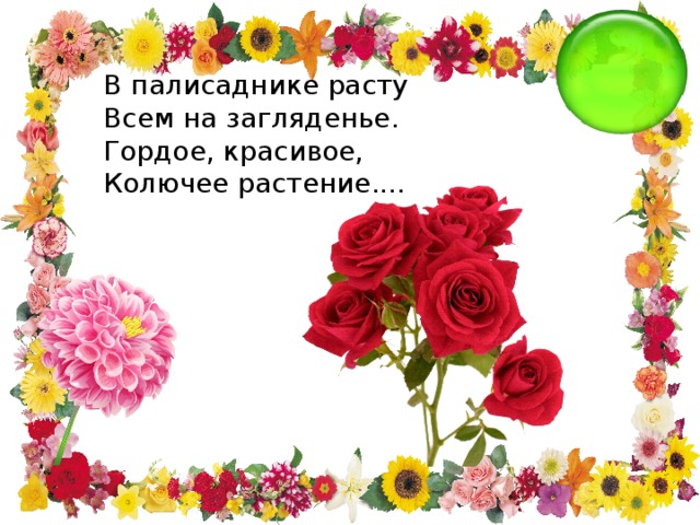 В палисаднике расту Всем на загляденье. Гордое, красивое, Колючее растение.... 