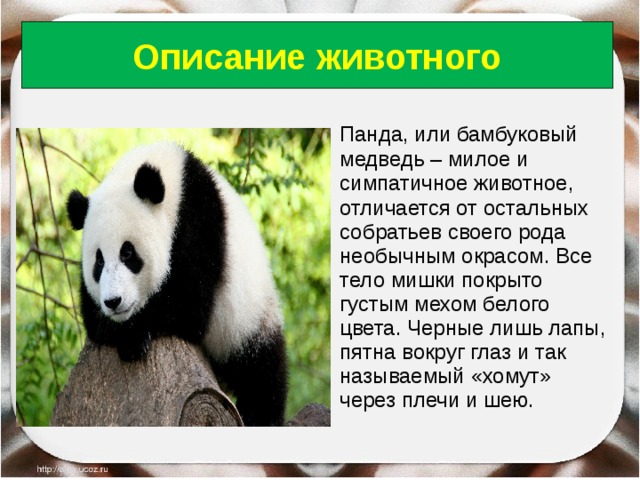 Описание животного  Панда, или бамбуковый медведь – милое и симпатичное животное, отличается от остальных собратьев своего рода необычным окрасом. Все тело мишки покрыто густым мехом белого цвета. Черные лишь лапы, пятна вокруг глаз и так называемый «хомут» через плечи и шею. 18.06.18 Антоненкова Анжелика Викторовна