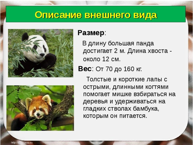 Описание внешнего вида  Размер :  В длину большая панда достигает 2 м. Длина хвоста - около 12 см .  Вес : От 70 до 160 кг.  Толстые и короткие лапы с острыми, длинными когтями помогает мишке взбираться на деревья и удерживаться на гладких стволах бамбука, которым он питается. 18.06.18 Антоненкова Анжелика Викторовна