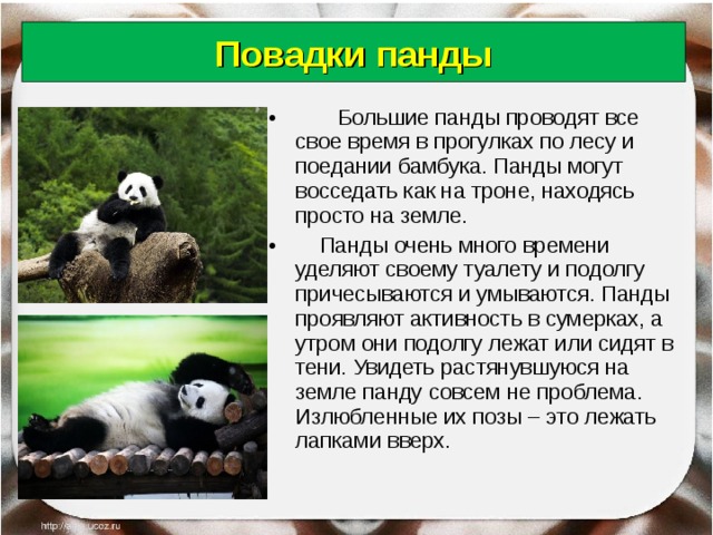 Повадки панды  Большие панды проводят все свое время в прогулках по лесу и поедании бамбука. Панды могут  восседать как на троне, находясь просто на земле.  Панды очень много времени уделяют своему туалету и подолгу причесываются и умываются. Панды проявляют активность в сумерках, а утром они подолгу лежат или сидят в тени. Увидеть растянувшуюся на земле панду совсем не проблема. Излюбленные их позы – это лежать лапками вверх. 18.06.18 Антоненкова Анжелика Викторовна