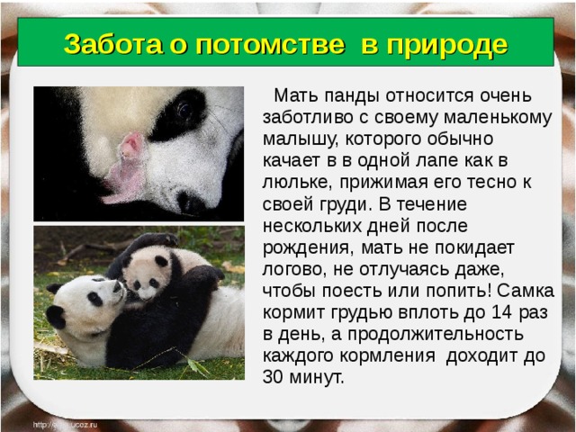 Панда сколько детенышей. Забота о потомстве. Презентация про панду. Забота о потомстве у животных. Панда забота о потомстве.