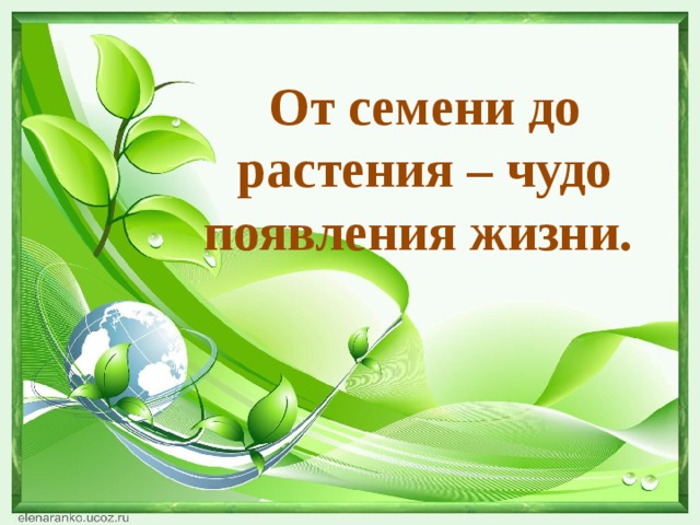 От семени до растения – чудо появления жизни.