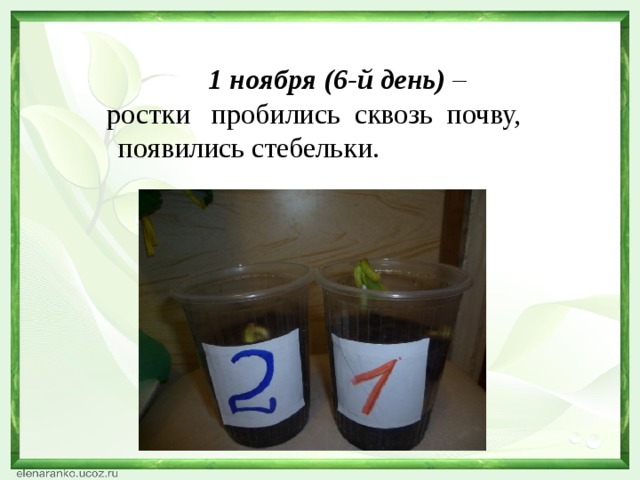 1 ноября (6-й день)  –  ростки пробились сквозь почву, появились стебельки.