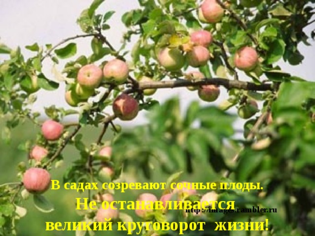 В садах созревают сочные плоды. Не останавливается великий круговорот жизни! http://images.rambler.ru