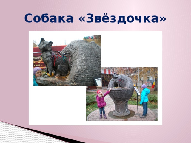 Собака «Звёздочка»