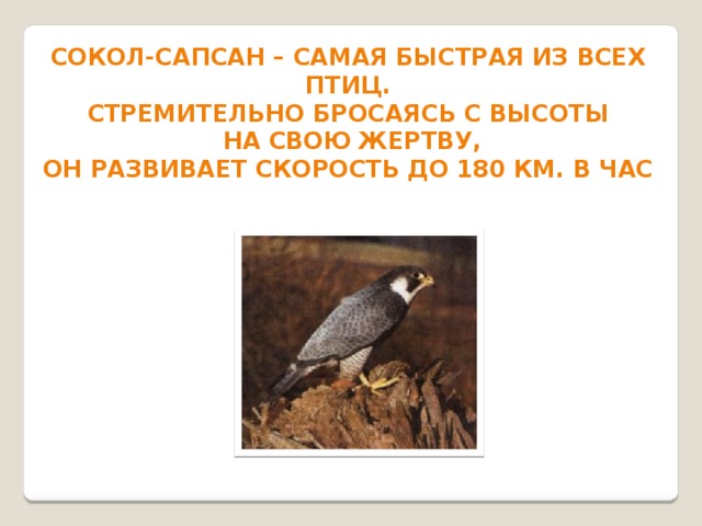 Сокол-сапсан – самая быстрая из всех птиц. Стремительно бросаясь с высоты  на свою жертву, Он развивает скорость до 180 км. в час