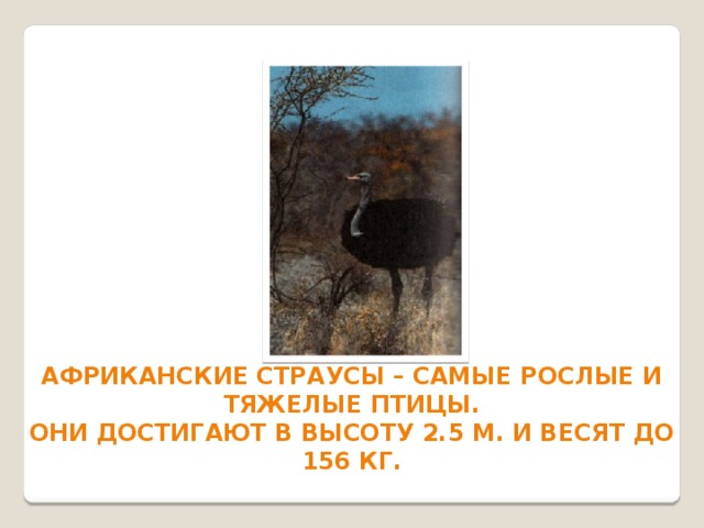 Африканские страусы – самые рослые и тяжелые птицы. Они достигают в высоту 2.5 м. и весят до 156 кг.