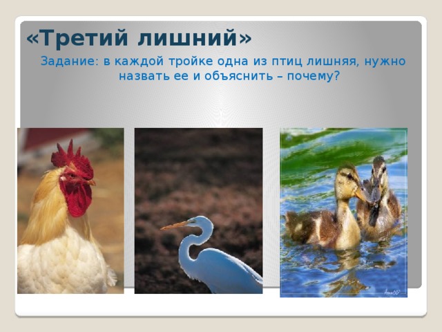 «Третий лишний» Задание: в каждой тройке одна из птиц лишняя, нужно назвать ее и объяснить – почему?