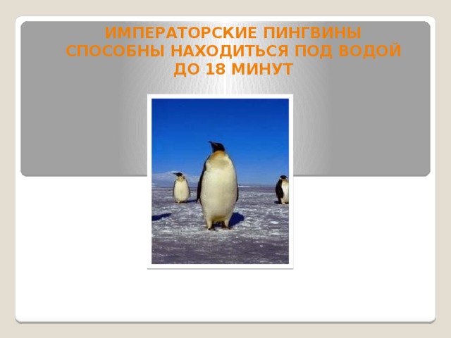 Императорские пингвины способны находиться под водой До 18 минут